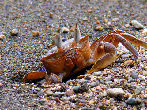 Crab on colombian pacific shores