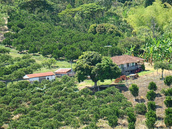 Citrus fruits fields in Tamesis Antioquia