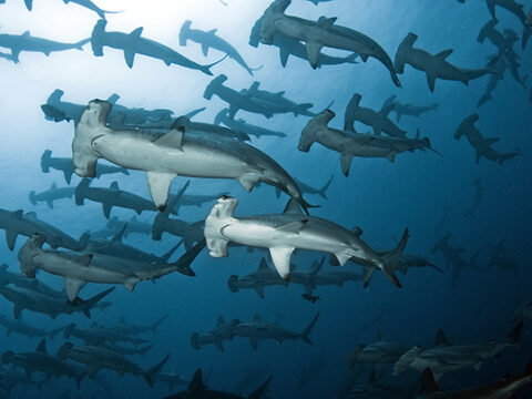 Hammerhead Sharks Malpelo island