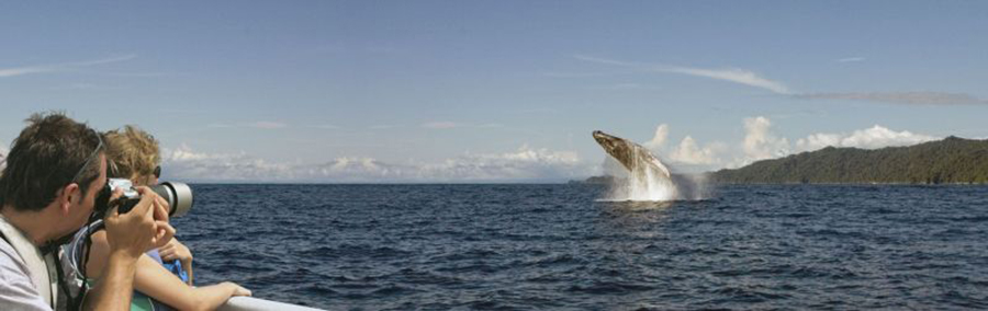 Whale watching Bahia Solano