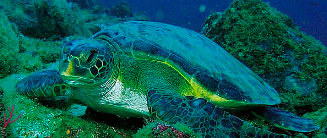 Green turtle in Gorgona island Colombia