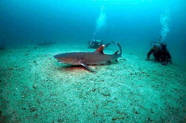 Diving with White tip reef sharks Gorgona island