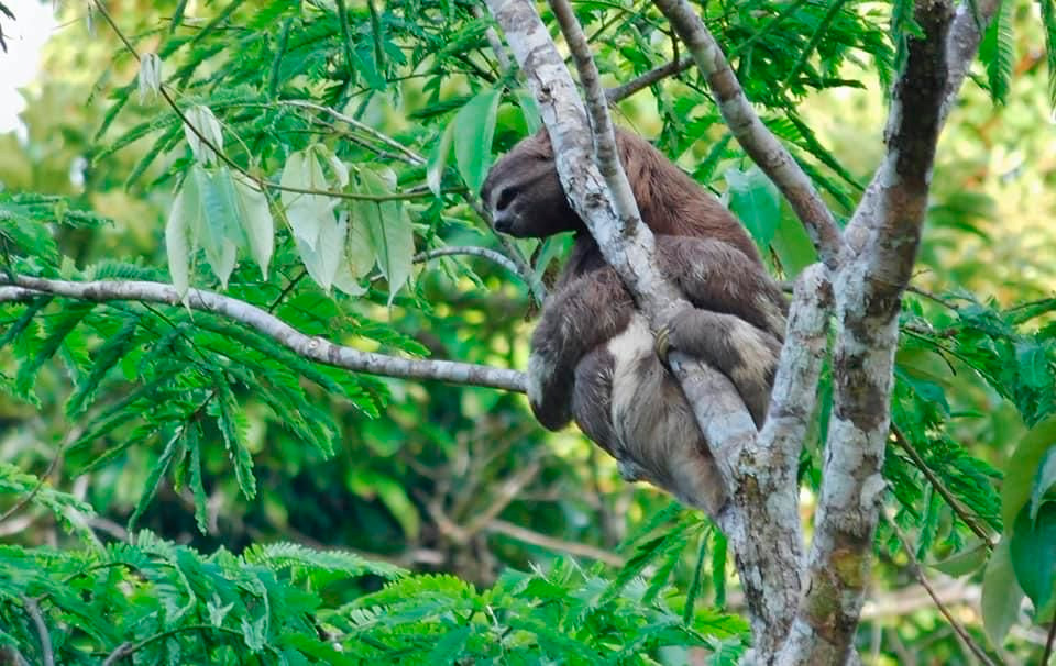 Sloth Bear Colombian Amazon Region