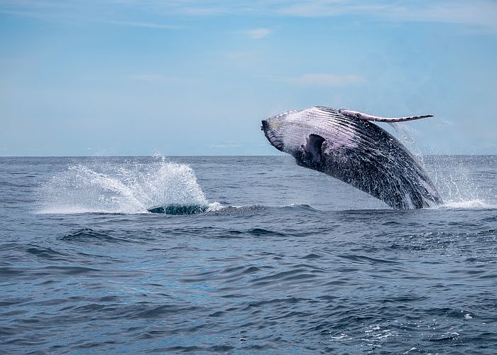 Humpback Whale Watching in Bahia Solano