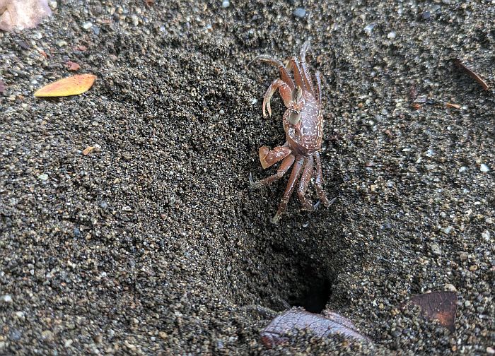 Crab at the colombian pacific coast