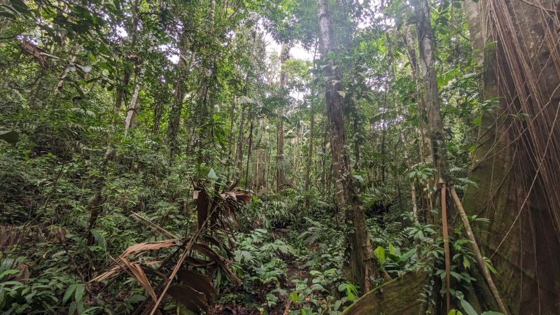 Exploring the Rainforest of the Colombian Pacific