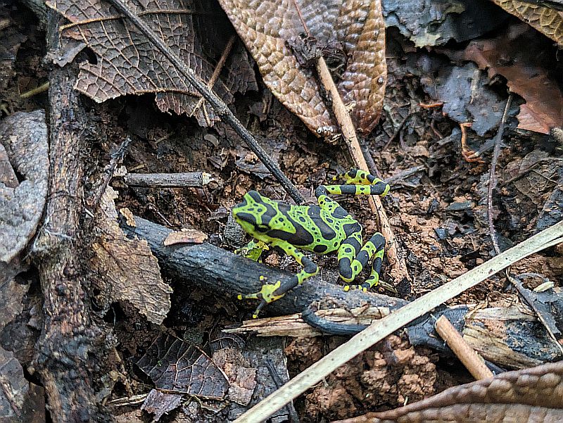 Atelopus spurrelli Frog species in Bahia Solano