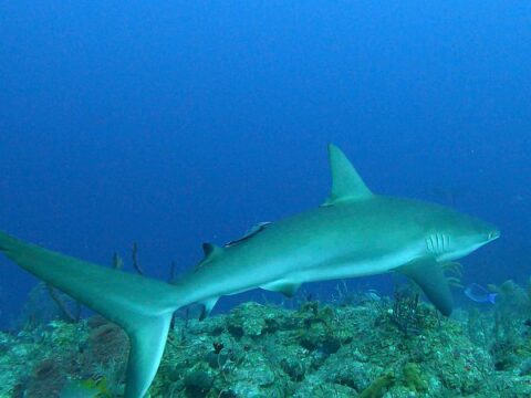 Caribeean Reef Shark in Providence island Colombia