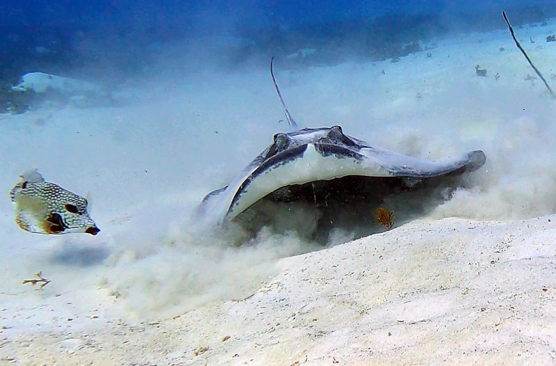 Diving with Stingrays in Providence island Colombian Caribbean