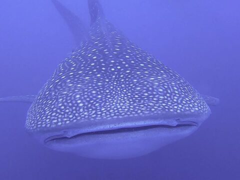 Encounter with big Whale shark underwater