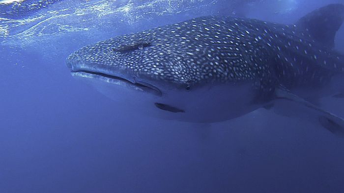 Diving with Whale Sharks in Bahia Solano