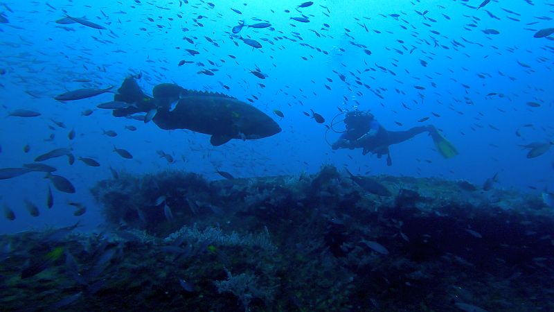 Diver encounter with giant pacific grouper